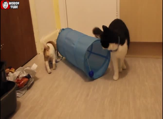 Video :The feline Fl&oacute;ki makes new pals